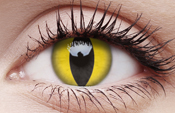 Cat Eye Cat Eye